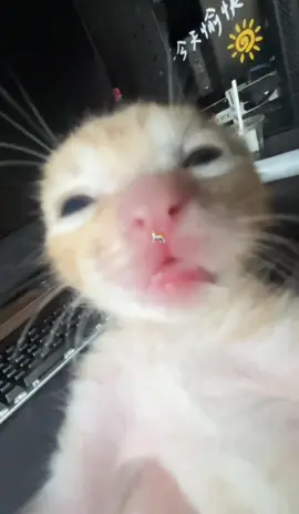#fyp #catlover