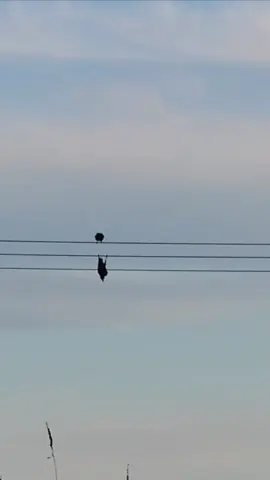 me core #crow #bird #funnytiktok #fyp #animalsoftiktok 