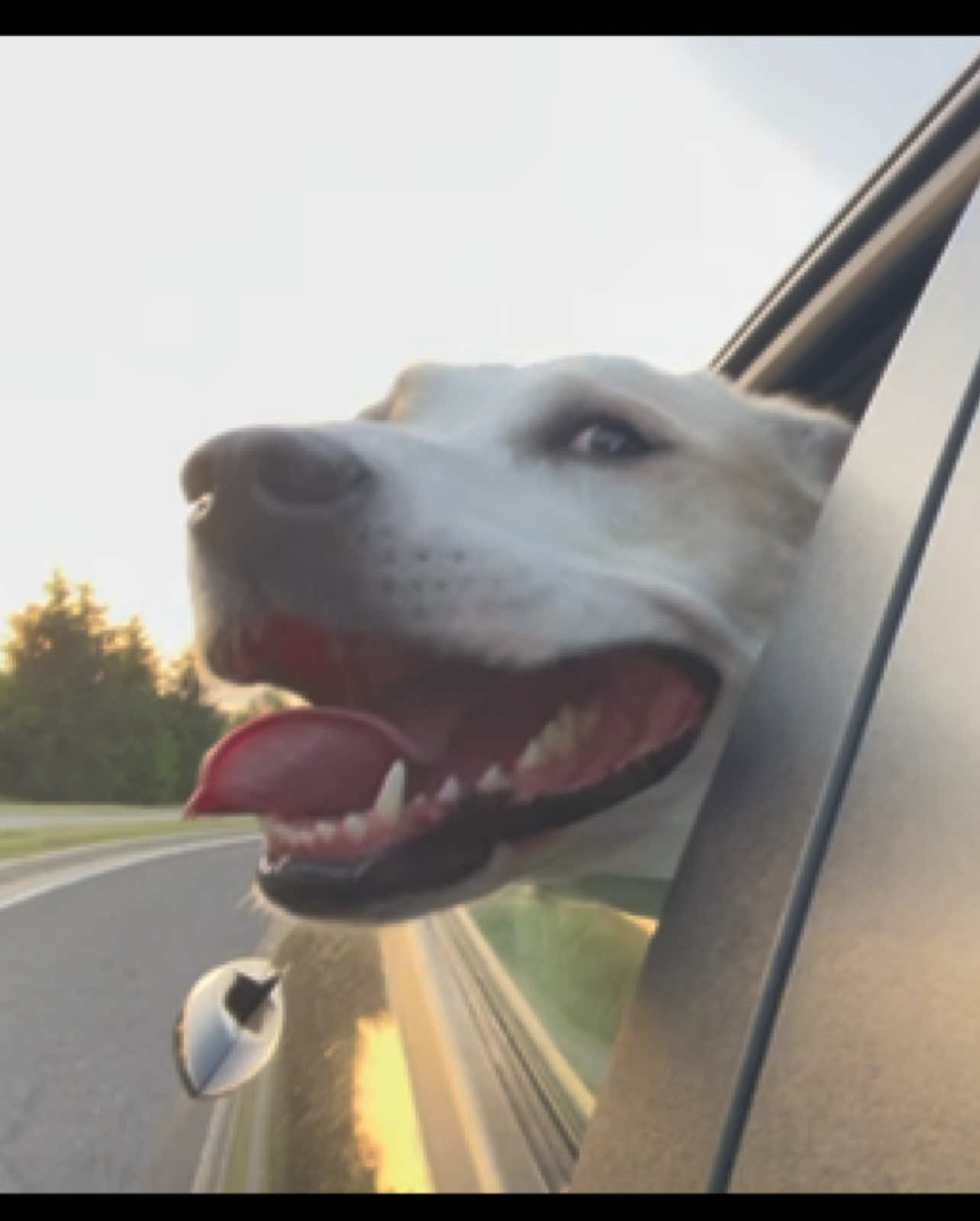 Luna is always ready for an adventure, big or small 💕 #carride #dog #dogsoftiktok #cutedog #dogmom 