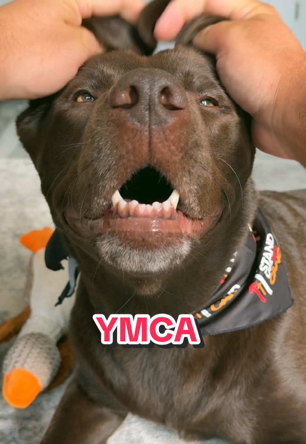 Here we have a pawty every night! 🥳 because why not if you have just beaten cancer. My dog dances to the YMCA 🩷 dog party, dog ears dance. Labrador ears #labrador #chocolatelabrador #ymca #dogears #funnydogsoftiktok 