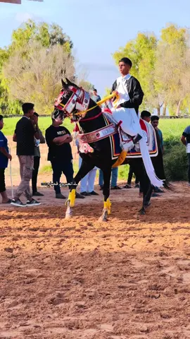 الله يبارك❤️[يسلم الفارس وحصانه]🔥✋🏻              [#فرسان_ليبيا🐎][#العبرود⚜️📷]