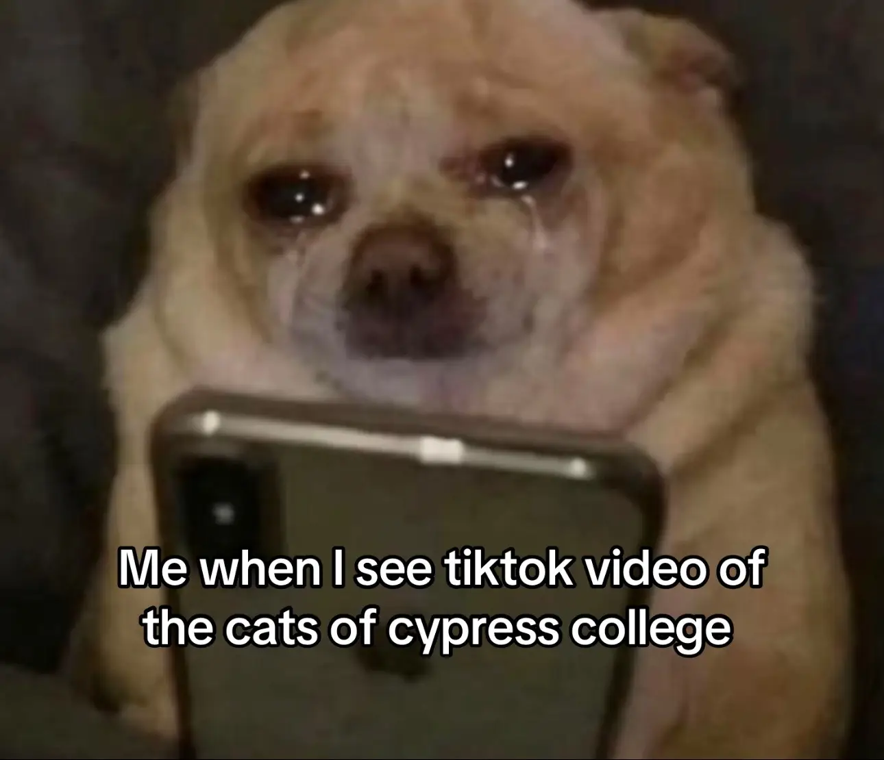 #antoniprecious #tiktok @cypresscollegetheatre since I can’t find the regular account…… #justiceforcats 