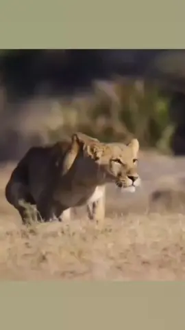 Lion stalking and attacking Sable antelope  #wildanimals #wildlife #lion #hunting #fyp #foryou 