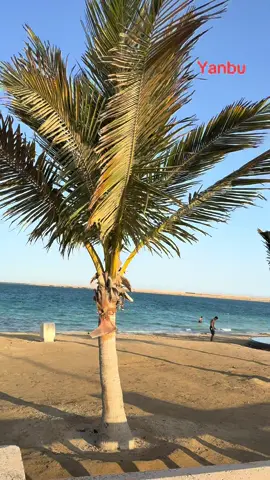 The best place, Yanbu #saudiarabia #Yanbu #viral #fyp 