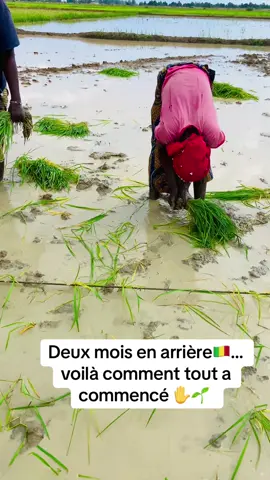 Il y a 2 mois, chaque plant de riz était posé à la main 🌱✋. Aujourd’hui, ces gestes nous rappellent une vérité simple : l’agriculture, c’est de la patience, de la rigueur et de l’espoir. 🌾🇲🇱 Sans ces étapes, il n’y a pas de récolte, pas de repas, pas d’avenir. 🙌 
