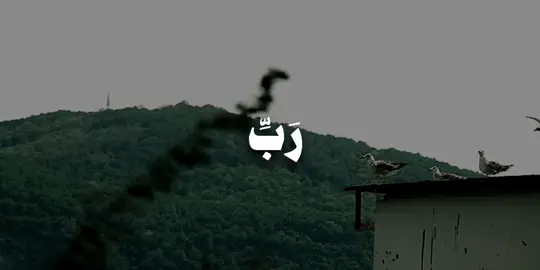 قَالَ رَبِّ إِنِّی ظَلَمۡتُ نَفۡسِی فَٱغۡفِرۡ لِی فَغَفَرَ لَهُۥۤۚ إِنَّهُۥ هُوَ ٱلۡغَفُورُ ٱلرَّحِیمُ ۝١٦ قَالَ رَبِّ بِمَاۤ أَنۡعَمۡتَ عَلَیَّ فَلَنۡ أَكُونَ ظَهِیرࣰا لِّلۡمُجۡرِمِینَ ۝١٧﴾ [القصص ١٦-١٧] #علي_جابر #سورة_القصص #قران #quran 