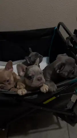 #fyp #frenchiesoftiktok #7weeksold #newhome #ready 