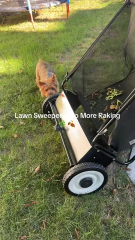 Got this for my husband but now I’m the one using it 😂🍂 thank you @Vevor_US  #YardWorkHack #FallCleanup #lawnsweeper #fyp #LawnGoals