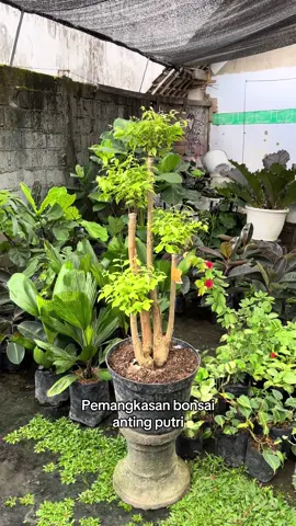 Perawatan bonsai anting putri🤗☘️#tanamanhias #bonsai #antingputri #merawattanaman 
