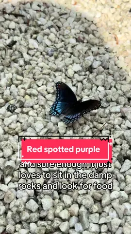 #redspottedpurplebutterfly #butterflies ##limenitisarthemis 
