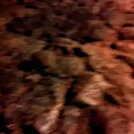 بدء ذلك البحر يمتلئ بخيوط الغروب وأصوات تلك الأمواج تغرسُ الشوق في قلبي .. نعم إنه شوق الرؤية إلى السماء والشمس تغرب. في لحظة غروبكِ أيتها الشمس وأنتِ تاركةٌ لنا منظر ترقّ به المشاعر وتلين .. منظر رائع يسحر ُ عيون كثير من الناس .. منظر يحيي القلوب البائسة .. إنه ذلك اللون لون الغروب .. الذي طوى صفحات الأمس وبث الحياة في النفس .. ملأ الأرجاء بعطره .. وغمر المشاعر بروعته. كل إنسان قبطان في البحر الساكن #اكسبلور #بحر 
