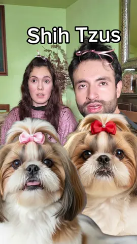 #perros #comedia #shihtzu #mascotas mi novia @Paulina Lagarda se la rifó! 