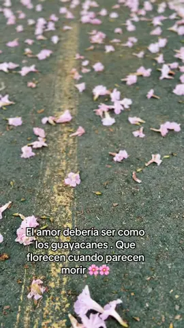 Así se ve la grandeza de Dios reflejada 🌸🌸🌸🌸 #palmira #guayacanes #primavera 