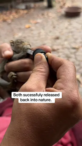 Try healing something. #wildliferescue #nature #babyraccoon #babysquirrel 