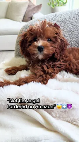 ⭐️“POV: When your sweet puppy turns into a little devil 😈🐾 ”Stella Rose cavapoo f1 ♥️🐶#fyp #viral #dogsoftiktok #puppytok   #naughtybutcute
