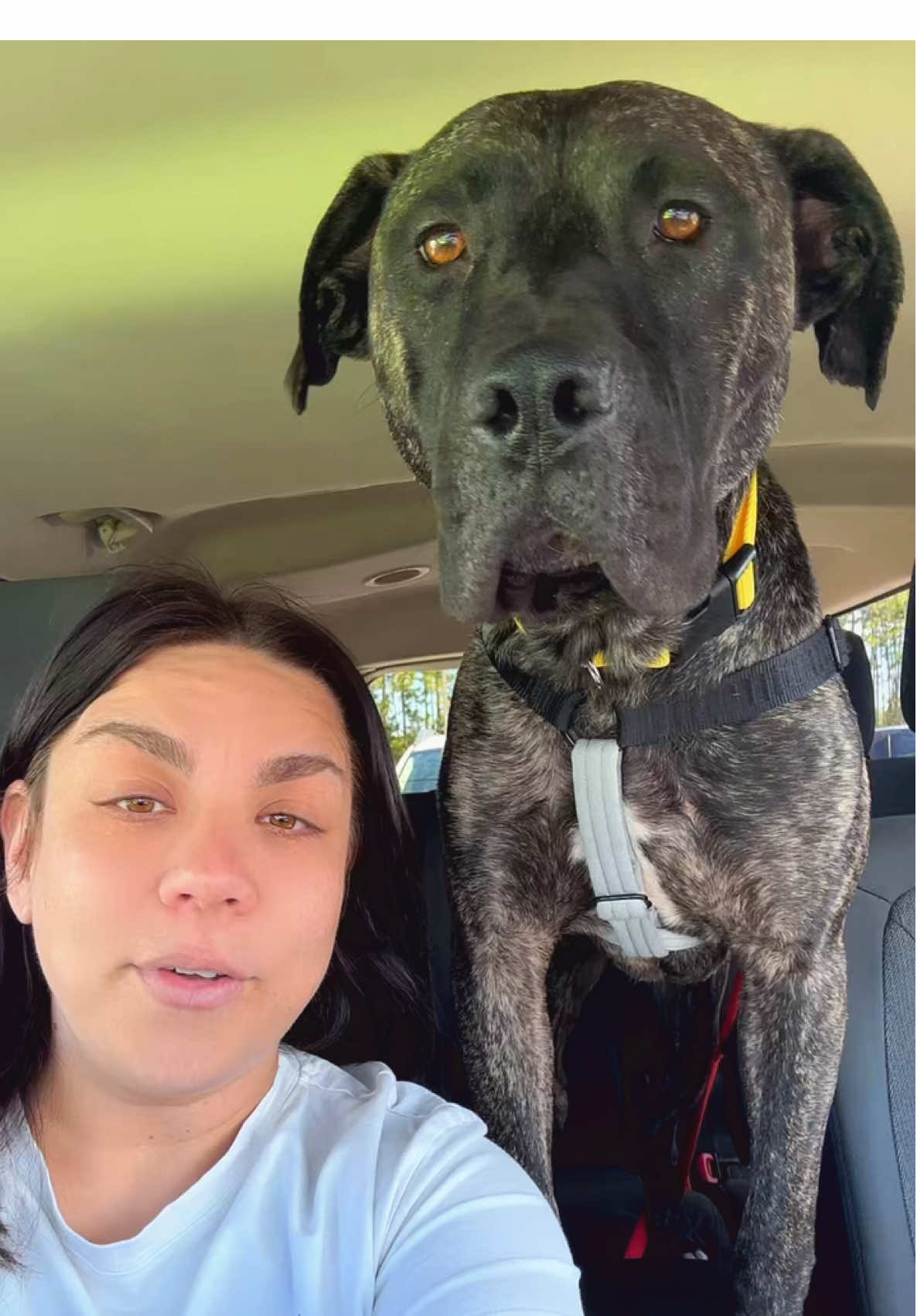 Lots of great resources in Cleveland to help with the treatment so we are hoping his mama can qualify. This will definitely leave a deep imprint on my heart. Forever. #foster #fostermom #fosteradog #fosteringsaveslives 