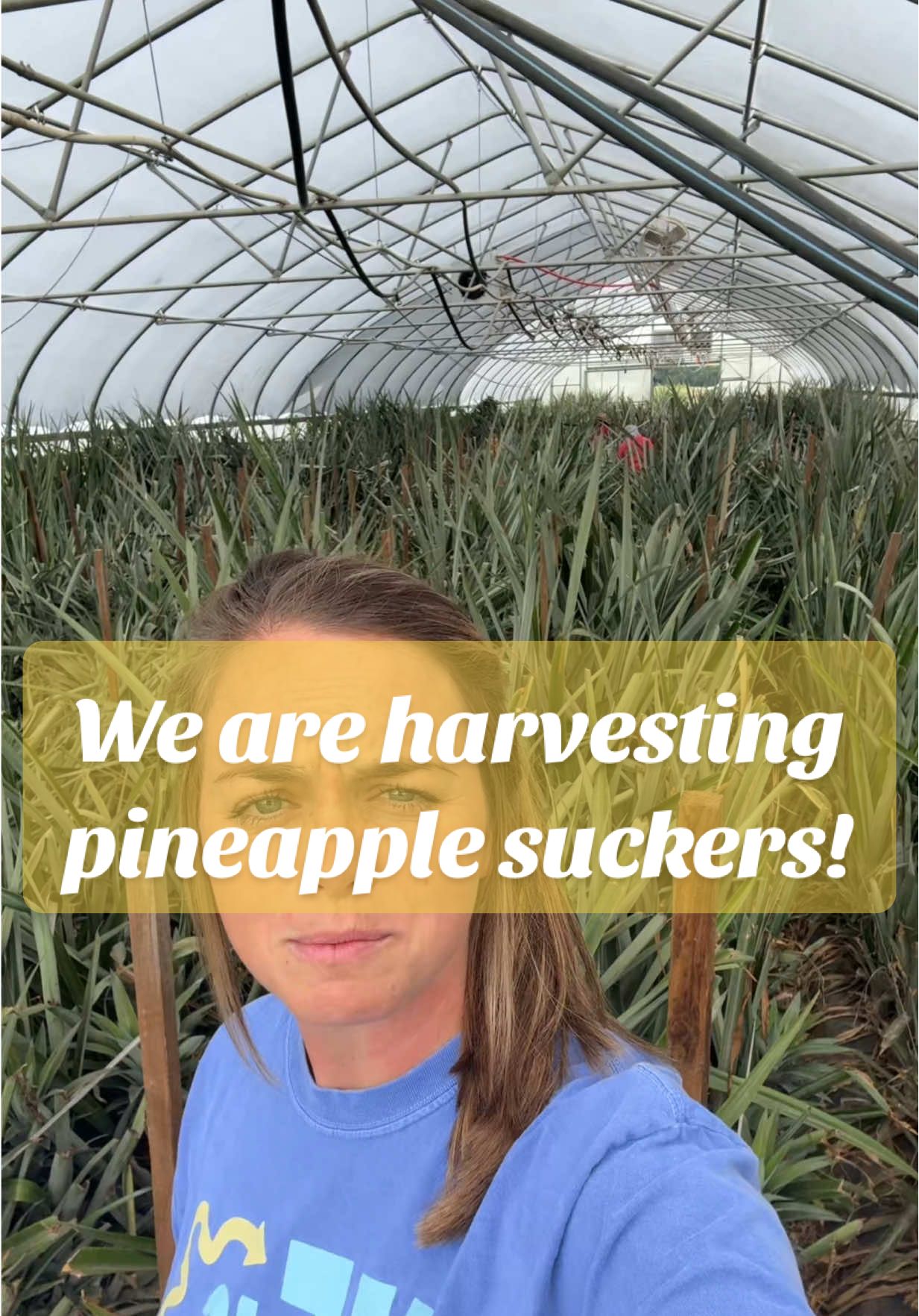 This is one of the coolest parts about growing pineapples in Tennessee! 🍍 #pineapple #tennessee #farmlife #farmtok #plants 
