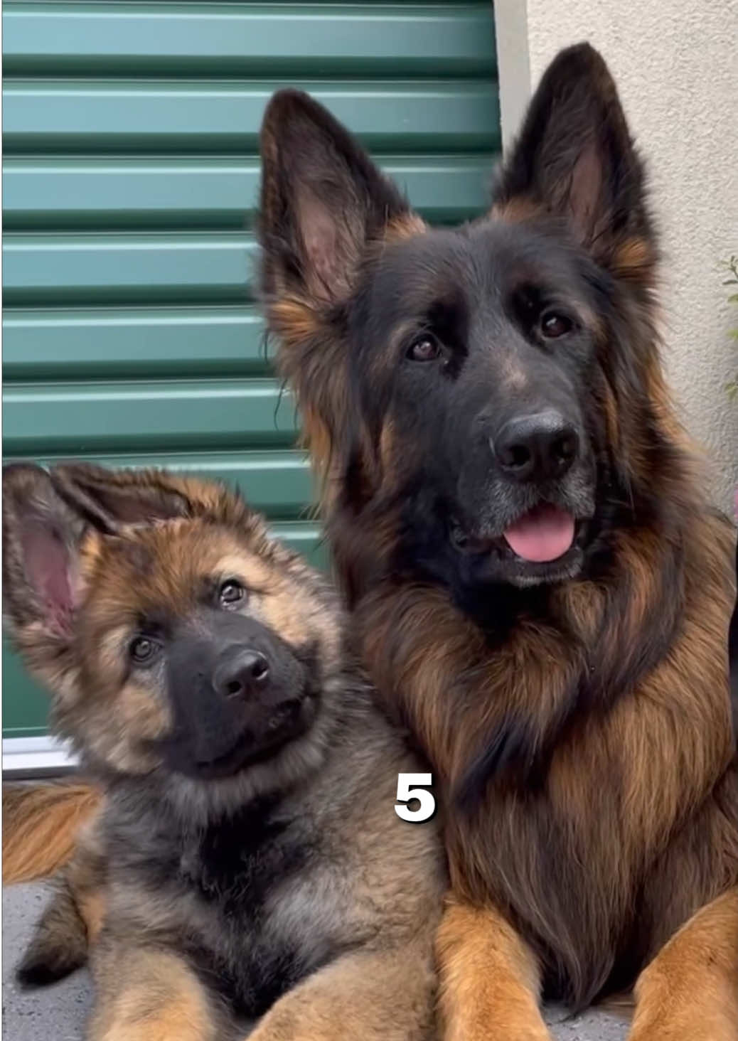 Introducing the german shepherd #germanshepherd #dog #dogsoftiktok #doglover 
