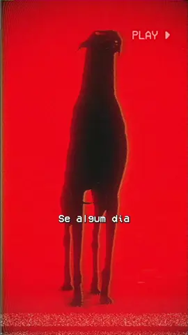 Seu cachorro age como um humano? #analoghorror #vhs #skinwalker #horror #horrortok 