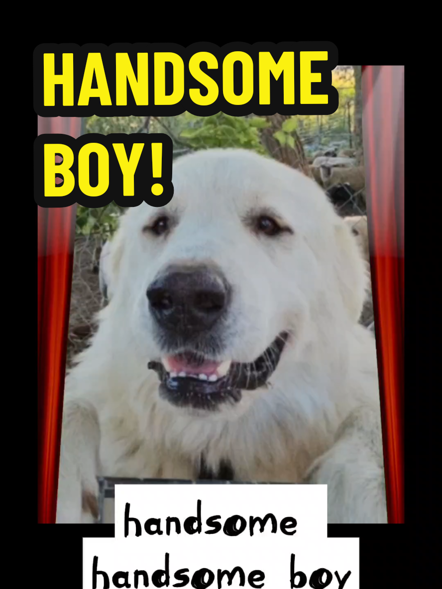 #handsomeboy #dog #greatpyrenees #farmdog #allisonponthier @Allison Ponthier 