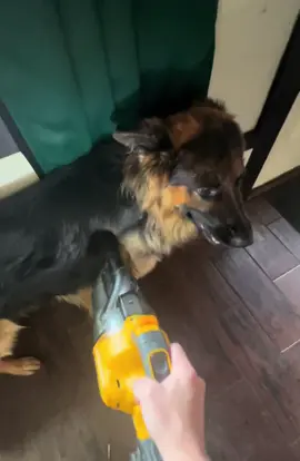 A follow up to my previous hair video 😂 #dewalt #gsd #fyp #dogs #gsdproblems 