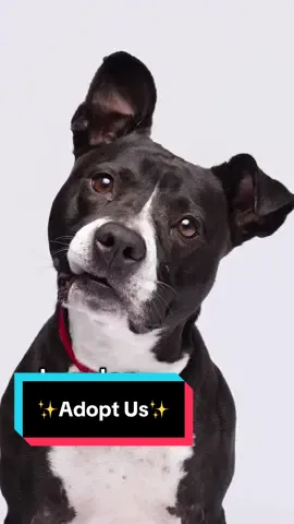 ✨ADOPT US✨ All of these incredible dogs are currently looking for their furever homes at @HumaneSocietyTampa 🩵🐾 // 📸 : @AGoldPhoto Pet Photo Studio  #petrescue #dog #dogs #volunteer #pitbull #fyp #foryou #animalrescue #shelter #tampa  #trend #adopt #dogsoftiktok 