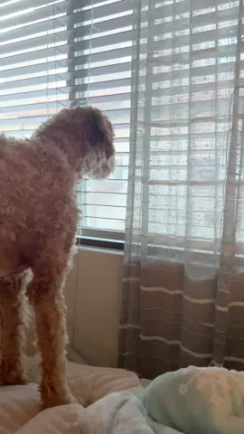 My dog doesn’t bark…she mumbles trash talk! #relatable #dog #trashtalk #fyp #tiktokdogs 