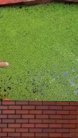 azolla pakan alternatif untuk ikan dan unggas #fyp #azolla #tanaman #edukasi 
