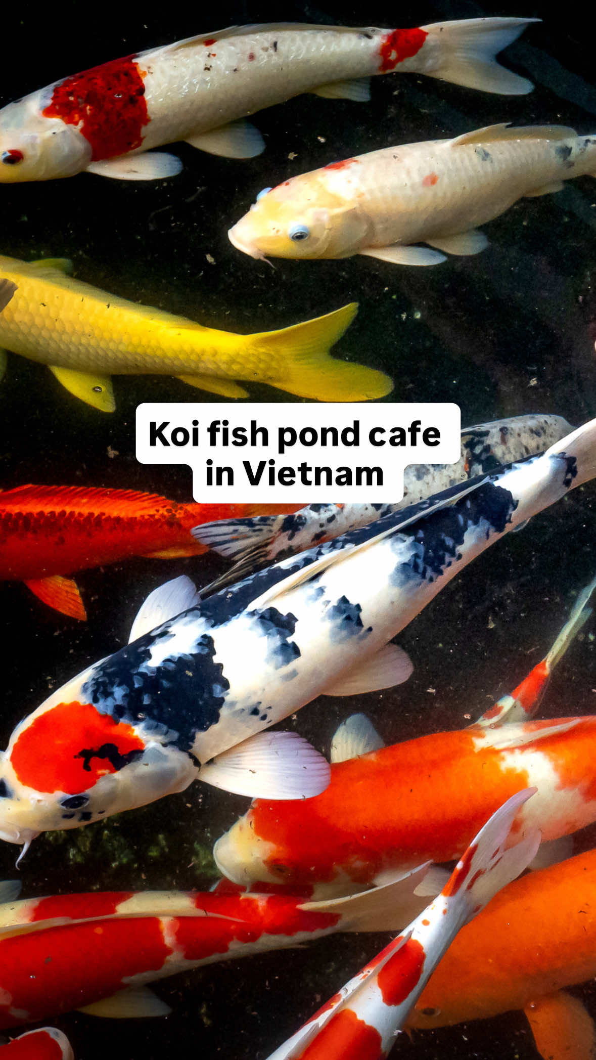 Coffee with koi ☕ only in Vietnam’s Oasis Café ✨  Oasis Café in Ho Chi Minh City is a one-of-a-kind coffee experience that combines tranquil vibes with stunning design. Often called the “koi fish café,” it features sunken tables set directly into a massive koi pond, so guests can sip coffee and enjoy meals while colorful koi swim just inches away. 🎥 @letourvietnam on IG  📍 Oasis Café in Ho Chi Minh City, Vietnam  #koipond #koiponds #vietnamtravel #cafes #vietnamtrip 
