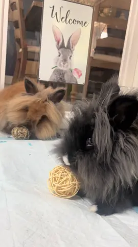 #bunnylove