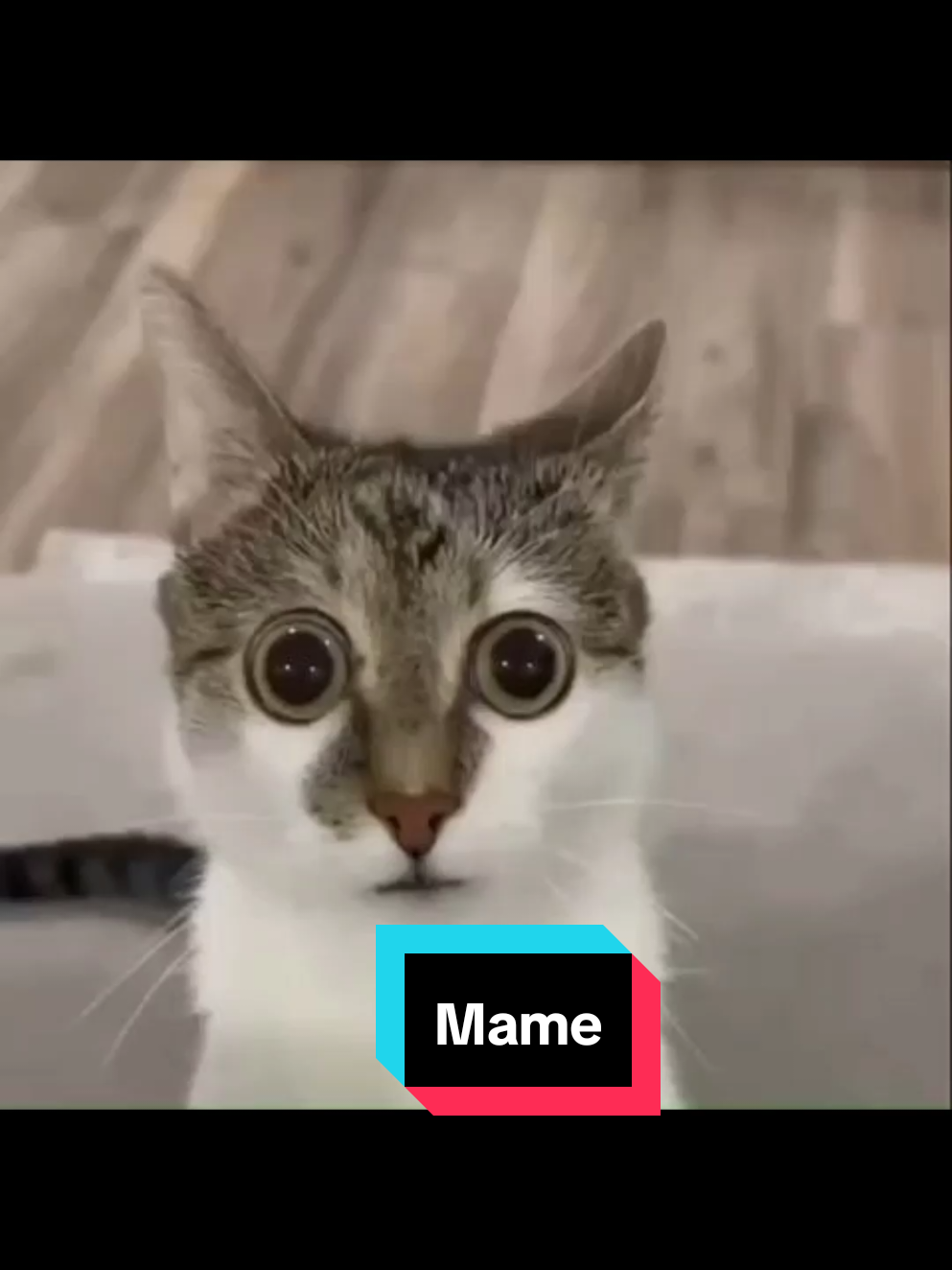 Mama zabrania kota😿 Dzień dobry do widzenia i powodzenia!! Materiał powstał w celach humorystycznych!! Inspiracja @lakaka  #kot #brainrot #dankmemes #śmieszne #lakaka 