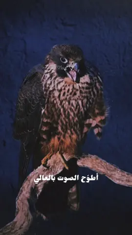 #دعاني الشوق يا الغالي#تصميمي #إكسبلوررررررر_explore 