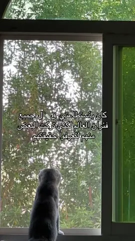 #catsoftiktok #funnycat #pets #قطط #funnypetsvideo 
