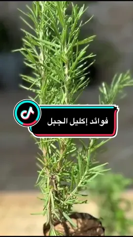 ‏فوائد إكليل الجبل  ✨ خطوات صغيرة يومية تغيّر حياتك وتمنحك طاقة إيجابية! 🌿💚 ابدأ اليوم بالعادات الطبيعية وعيش بصحة وسعادة 🌞 ##اعشاب_طبيعية##نمط_حياة_صحي##طاقة_ايجابية##صحة_وحيوية##HerbalTips