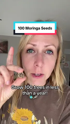 This packet gives you 100 moringa seeds!  #moringa #growmoringa 