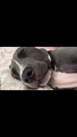 #dog #pitbull #puppy