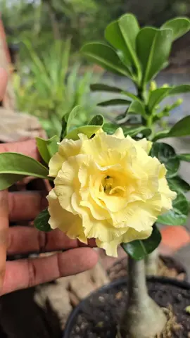 primeira floração da minha bridal buquê! #adenium #rosadodeserto #obesumadenium #flor #rosalia 