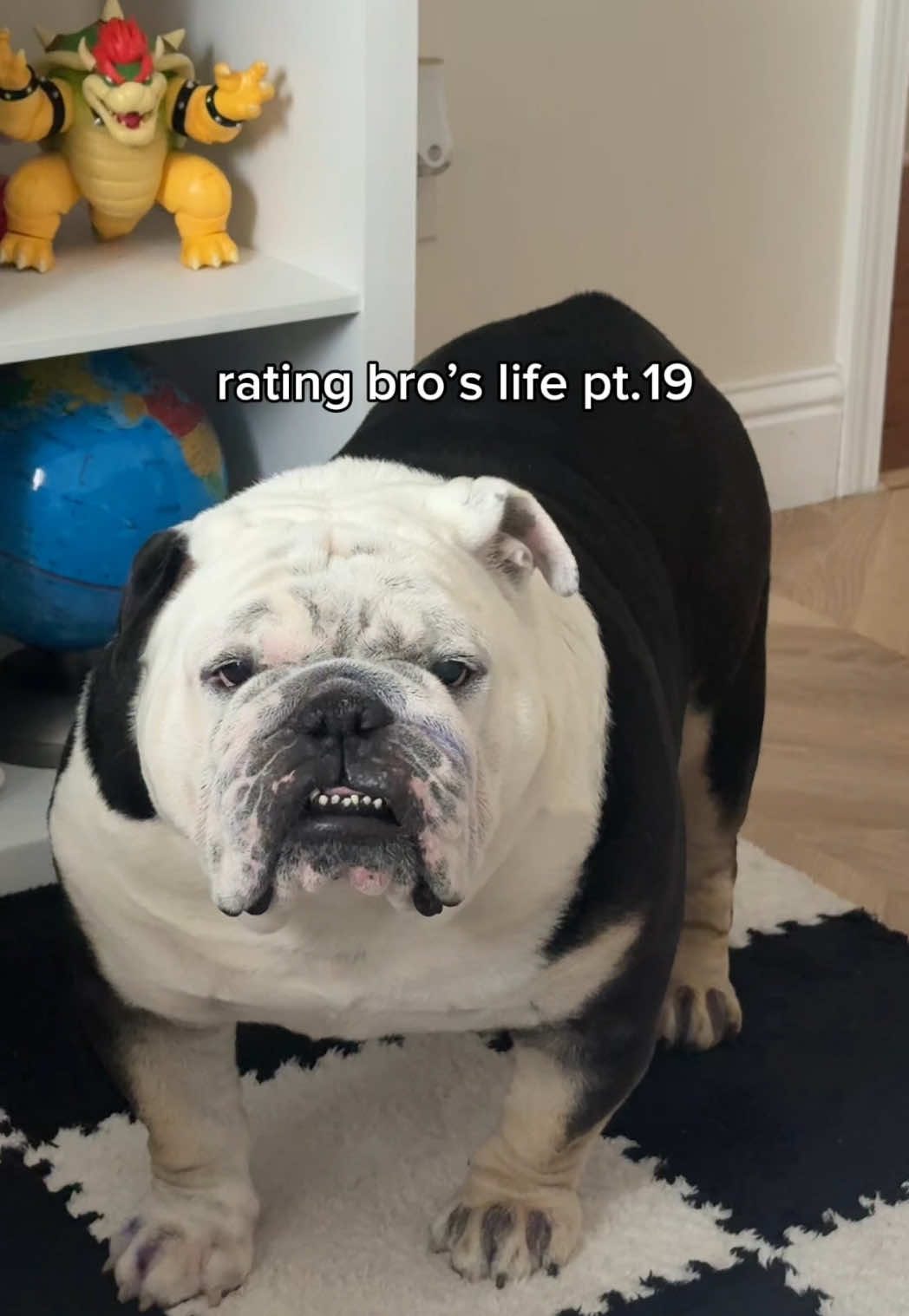guess who’s back 😏 #englishbulldog #bulldog #bulldogs #bulldogsoftiktok #dogs #dogsoftiktok #doglover #dogmom #doglife #cutedog #funnyvideos #funny #viral #viralvideo #explorepage #fyp #fypシ #fypage #foryou #foryoupage #blowthisup #panda 