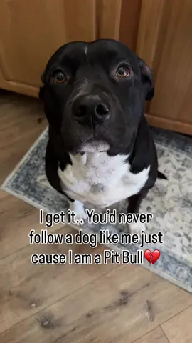 Would you follow a Pit Bull?💔 #waggywear #dogs #dogtok #foryou #dogsoftiktok 