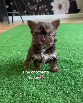 Tiny chocolate yorkie. #peacepupies #teacup #yorkies #pupies #foradoption #puppytiktok #puppylove #fyp 
