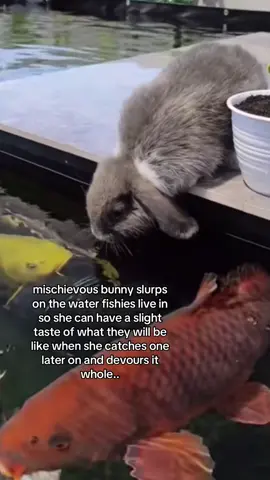 the sneeze omg bnnouy #spirituality #rabbit 