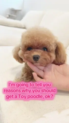 Just do it  #toypoodle #poodlesoftiktok #poodlelover #fyp #viral 