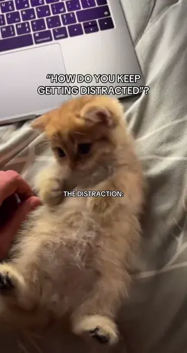 #cat #meme 