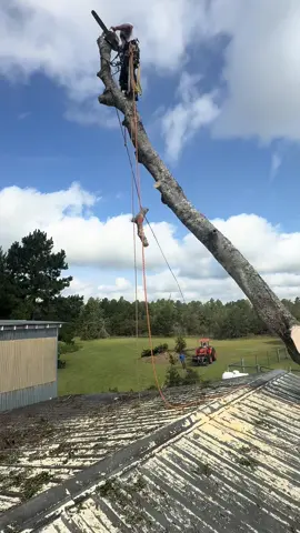#treeservice #treework #torandos #safetyfirst #derribo 