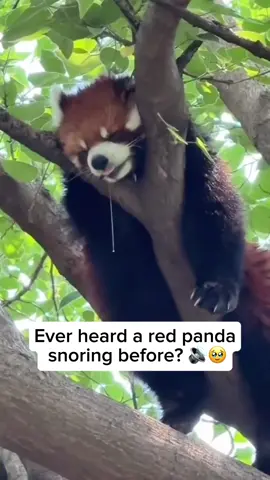 Red pandas often choose to rest high up in trees, where branches provide both safety and shade. While asleep, some red pandas produce gentle snoring sounds, similar to humans. This happens because, like us, they have soft tissues in their nose and throat that can vibrate as air passes through during breathing. Snoring is not uncommon in animals with short snouts or certain sleeping positions, and in red pandas, it's simply a natural part of their rest rather than a sign of distress. Their tree-top naps, combined with these soft snores, highlight both their unique adaptations and their resemblance to more familiar mammals. Credit unknown  Please DM us for credit  #animals #animallovers #redpanda #cuteredpanda #redpandasleeping 