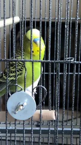 My Budgie said “Im a good little birdy” my budgie bird is a good talker.  ##talkingbudgie##budgies##talkingparakeet##birds##petbird