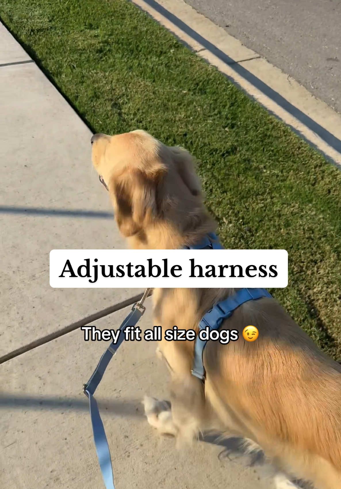Our 5 adjustable straps allow you to get the perfect fit for dogs (and cats) of all shapes and sizes! 😉 #dogharness #adjustabledogharness #dogwalkinggear #dogaccessories #bigdogs #smalldogs #doggear #nopullharness #dogwalks #dogwalkingessentials #musthavedogproduct #dogparents #petparents #dogsoftiktok 