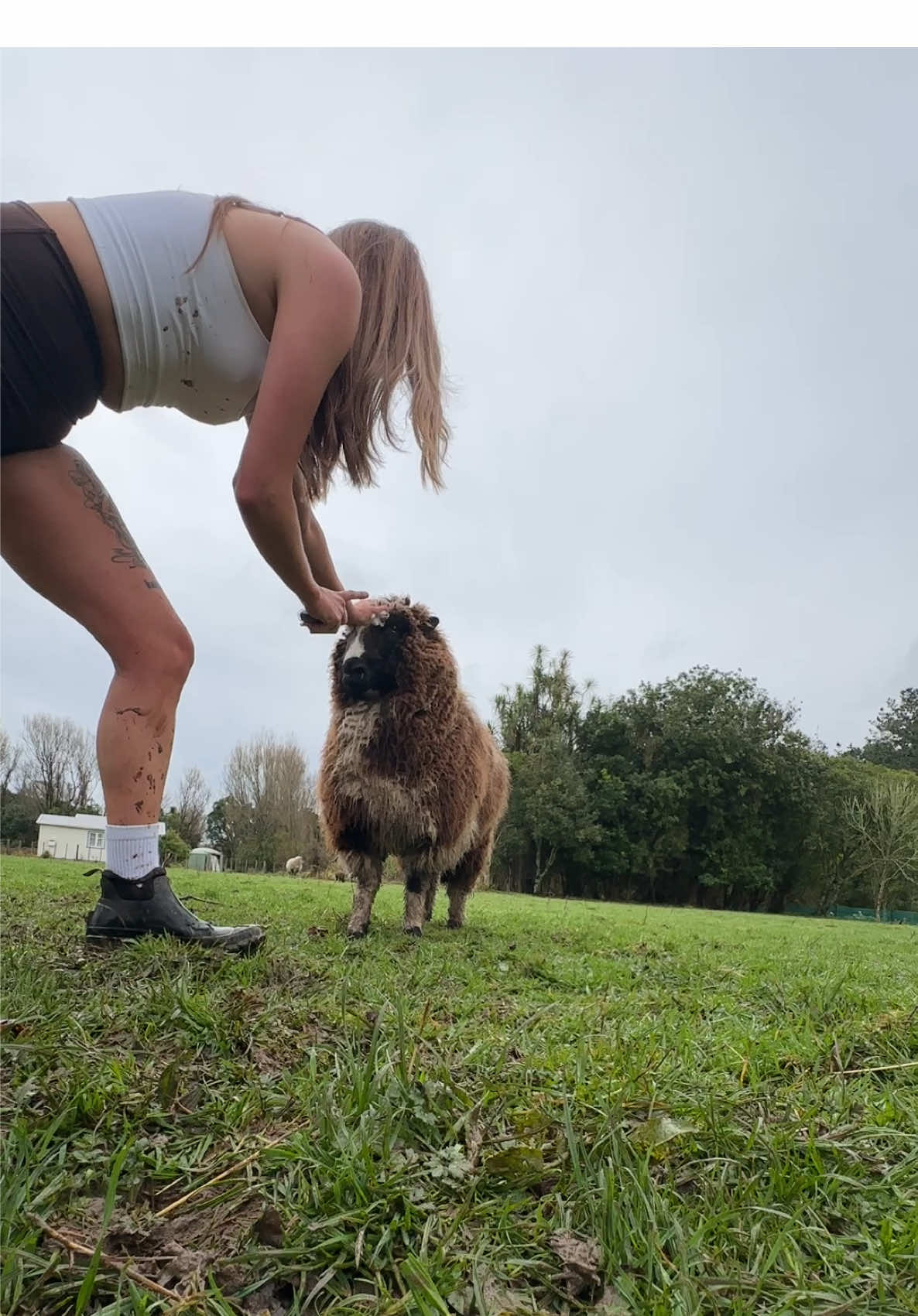 Kevin paitently waiting for breakfast 😌  He’s a pet, and was raised by a bottle  #kevinthesheep #nz #farm 