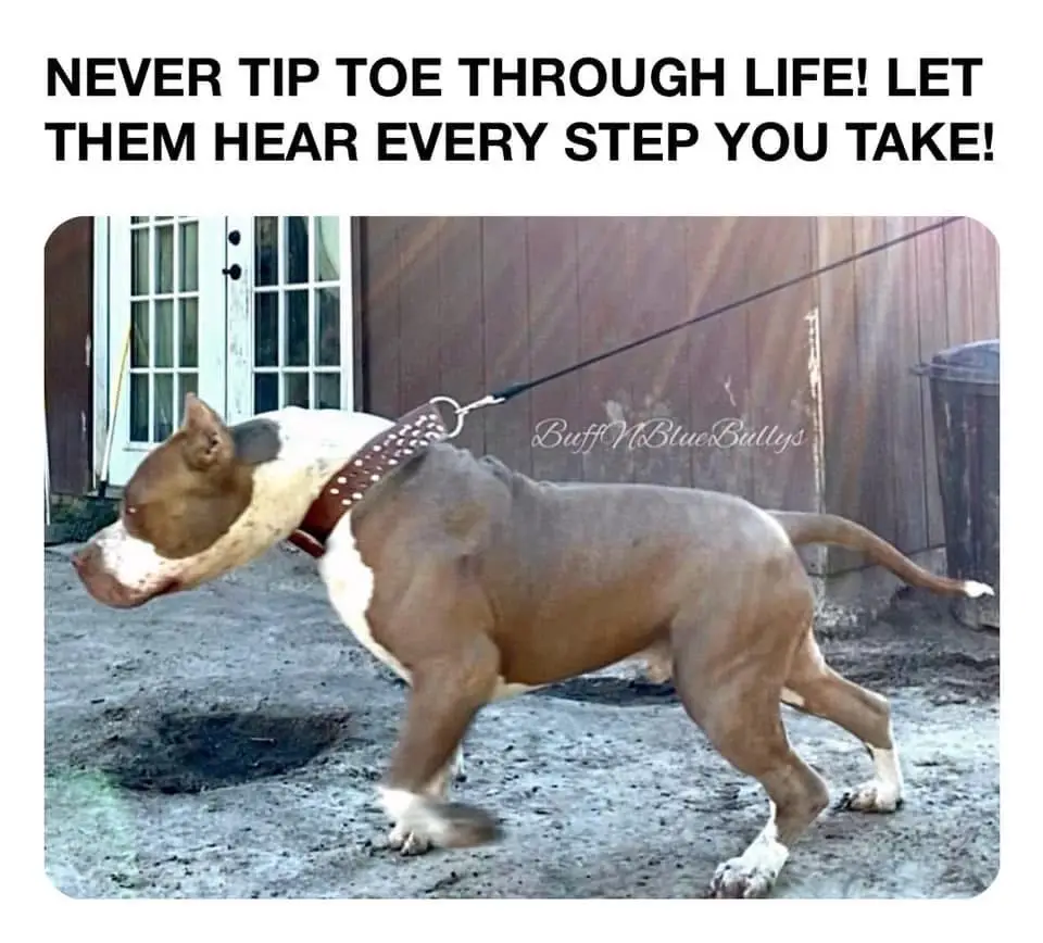 #LanguageLearning #buffnbluebullies #dogsoftiktok #bullybreed #xlbully 