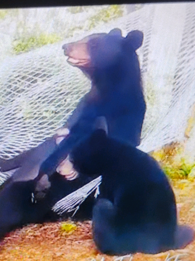 BEARS Like Hammocks too.. Will they break it??? #amazing #bears #funnyanimals #california #Outdoors 